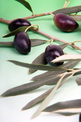 Olives noires et rameau d'olivier sur fond dégradé  blanc au ver