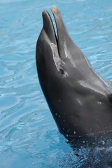 Fototapete Rund Delfinshow in der Dominikanischen Republik © amskad