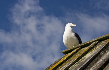 Bird on roof