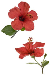 Hibisco Tropical