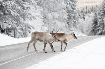 reindeer - 20115806