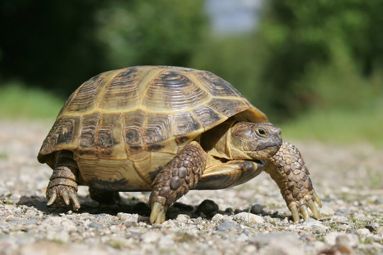 Vierzehenschildkr&ouml;te