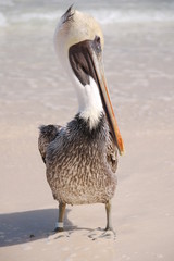 Posing pelican (full body)