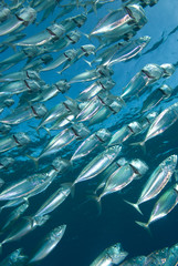 A school of Indian mackerel (Rastrelliger kanagurta)