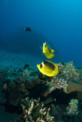 Fototapeta na wymiar Tropical Fish