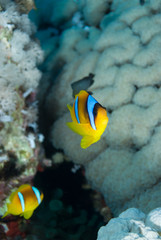 Naklejka na ściany i meble Red sea anemonefish (amphiprion bicinctus)