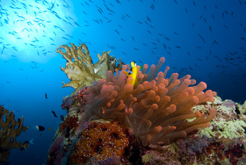 Fototapeta na wymiar Red sea anemonefish (amphiprion bicinctus)