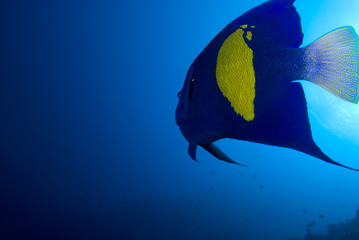 Yellowbar angelfish (Pomacanthus maculosus)