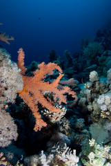 Fototapeta premium Soft Coral