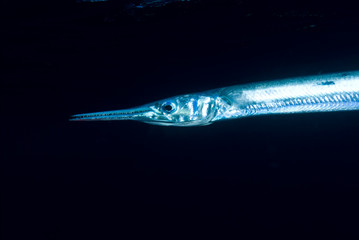 Fototapeta premium Red Sea needlefish (Tylosurus choram)