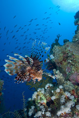 Common lionfish (Pterois miles)