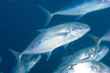 Yellow dotted trevally (carangoides fulvoguttatus)