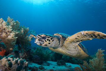 Obraz na płótnie Canvas Hawksbill turtle (eretmochelys imbricata)