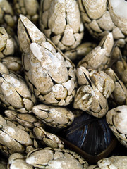 Fototapeta na wymiar Macro close up of seashells on the beach