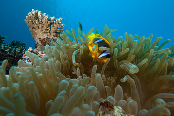 Red sea anemonefish (amphiprion bicinctus)