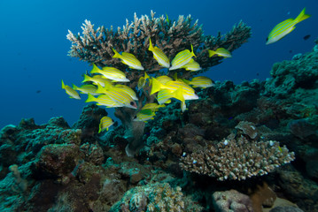 Obraz premium Blue striped snapper (Lutjanus kasmira)