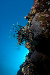 Common lionfish (Pterois miles)