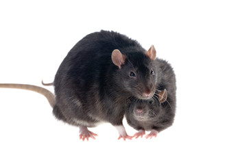 Two black rats
