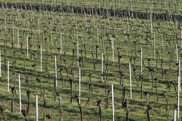 weinreben