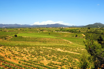 vineyards