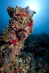 Plakat ocean, coral and fish