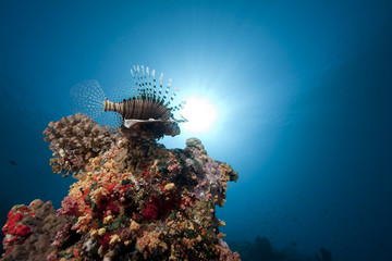 lionfish and ocean