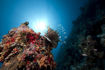 lionfish and ocean