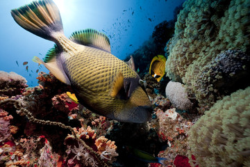 titan triggerfish, ocean and sun