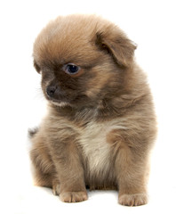 Chihuahua dog on white background