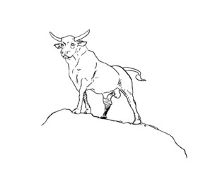Obraz na płótnie Canvas bull
