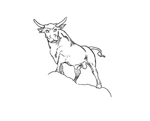 bull