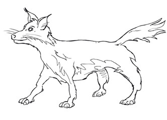 vector fox vulpes vulpes fulva