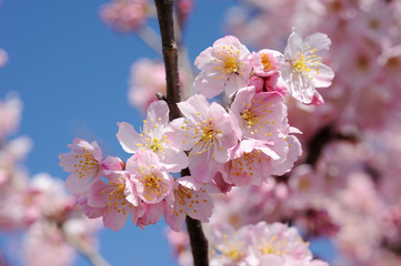 桜の花