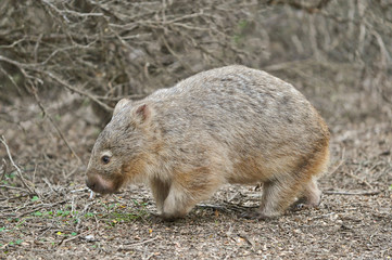 Wombat