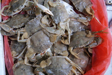 Crabs