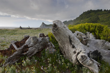 Northern coast of California at Patrick's point