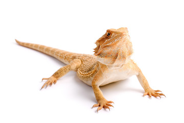 freigestellte Bartagame