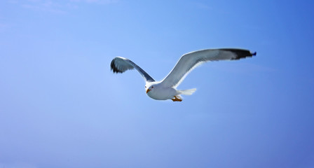 Flying seagull