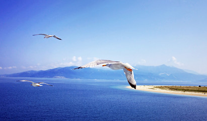 Summer sky, ocean and flying seagulls