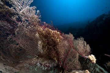 seafan, ocean and fish