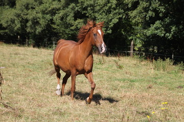 Fototapeta premium pominięte