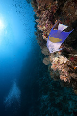 Fototapeta na wymiar yellowbar angelfish and ocean
