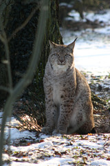 Luchs © Antje Lindert-Rottke