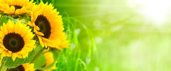 Fotobehang natuur en energie - zonnebloembloemen op groene achtergrond © Olivier Le Moal