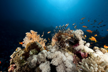 Fototapeta na wymiar lionfish, coral and ocean