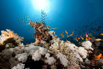Fototapeta na wymiar lionfish, coral and ocean