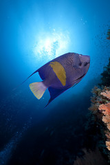 yellowbar angelfish and ocean