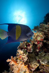 yellowbar angelfish and ocean