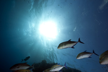 bluefin trevally and ocean