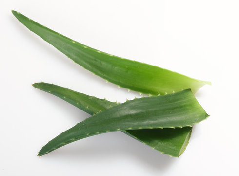 Aloe Vera On White Background